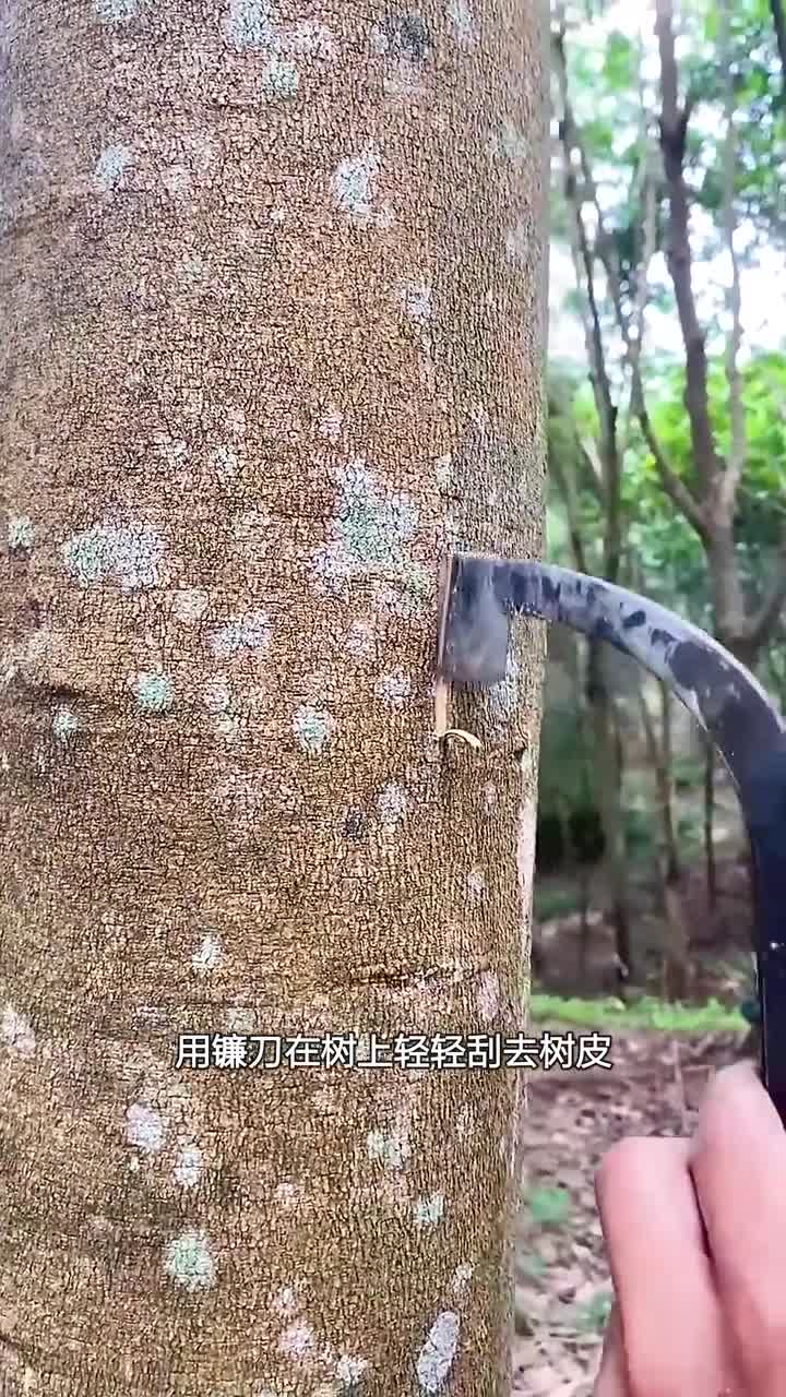 比黄金还要值钱的东西怪不得乳胶床垫这么贵