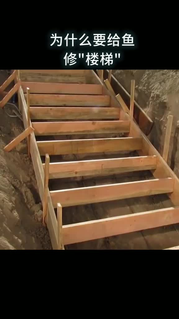 为什么要给鱼修楼梯