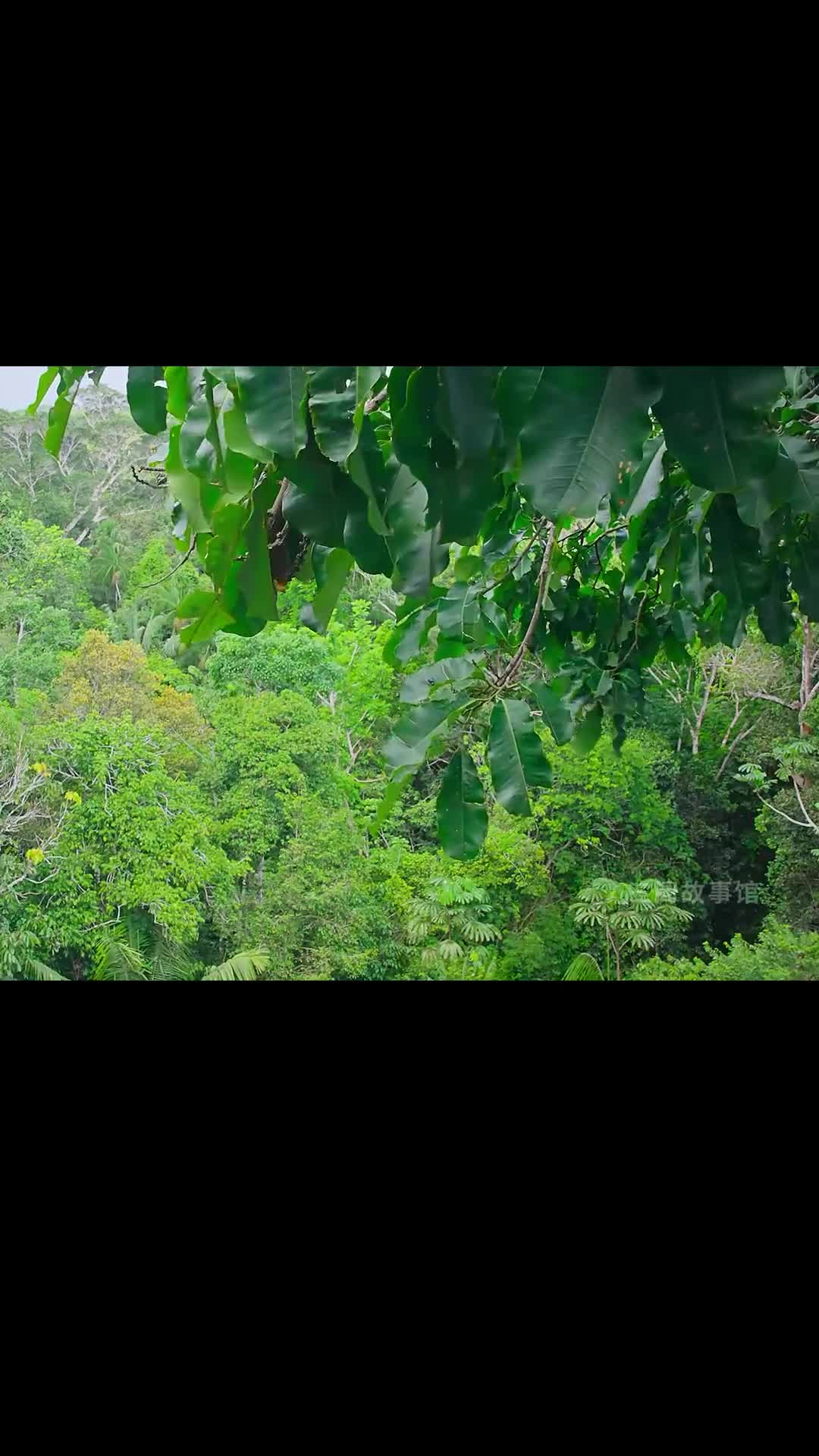 巴西坚果真的是来之不易