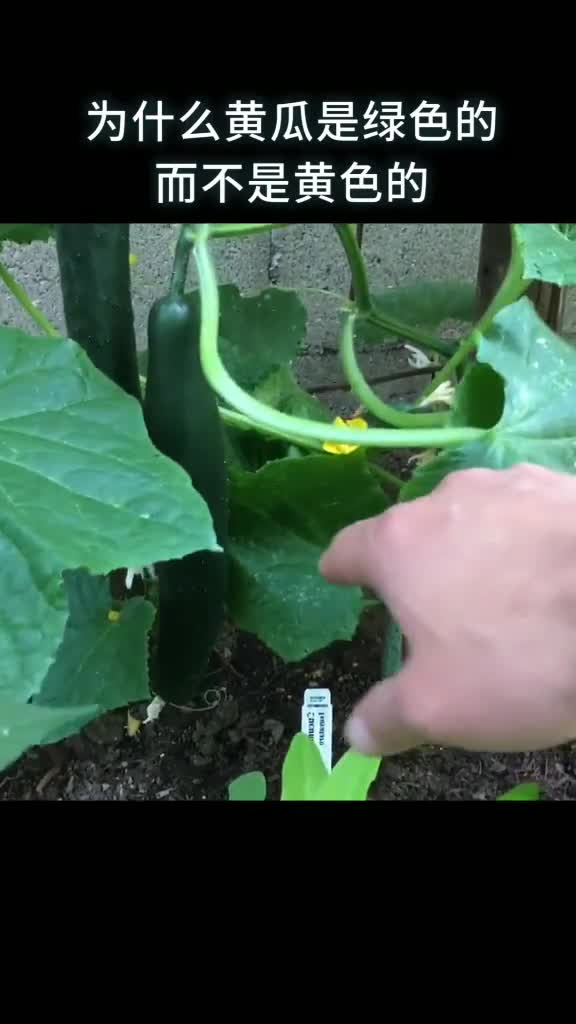 为什么黄瓜是绿色的而不是黄色的
