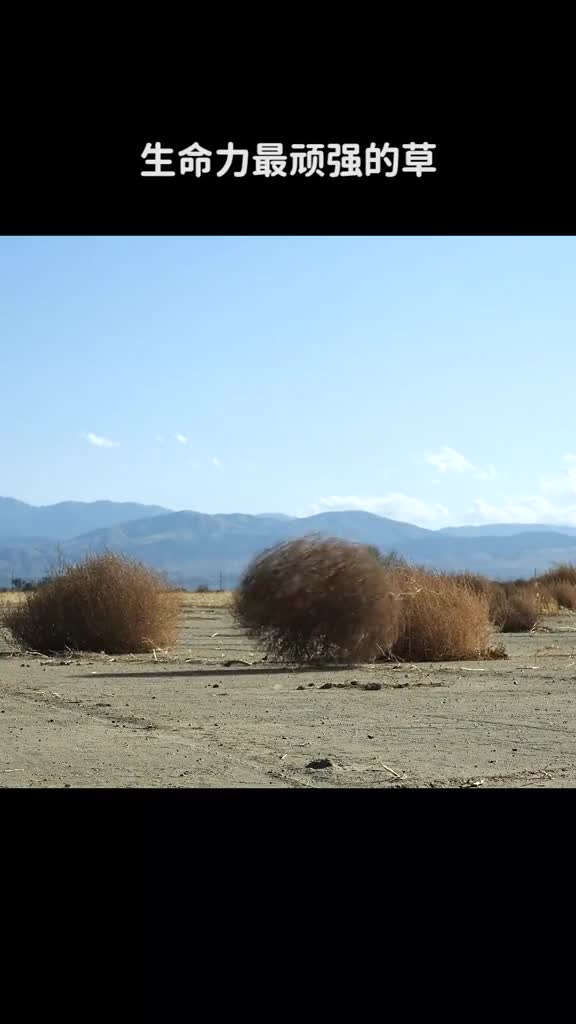 生命力最顽强的草风滚草