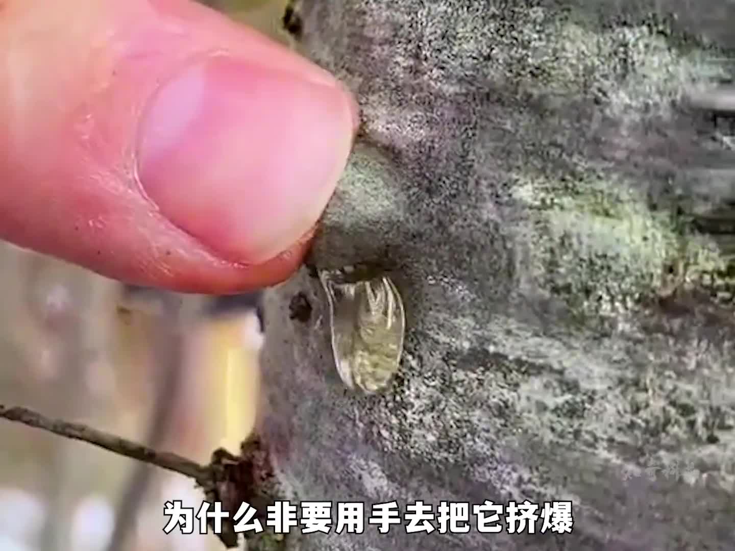 你见过长青春痘的树吗