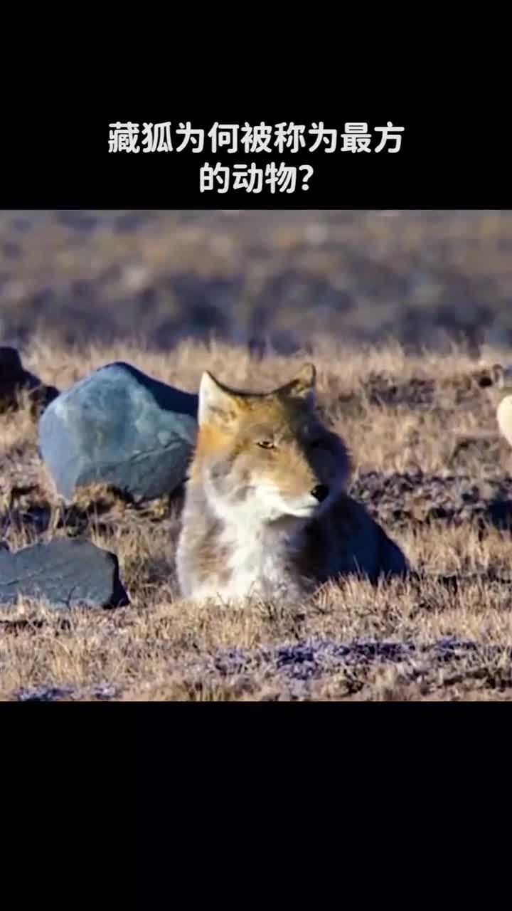 藏狐为什么被称为最方的动物