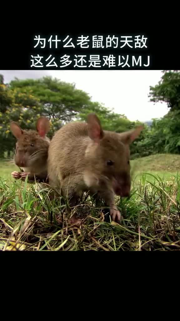 为什么老鼠的天敌这么多还是难以灭绝