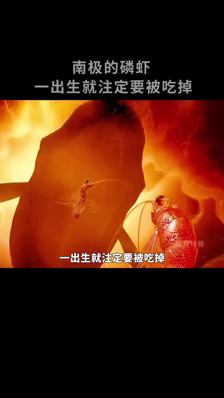 南极磷虾一出生就注定要被吃掉