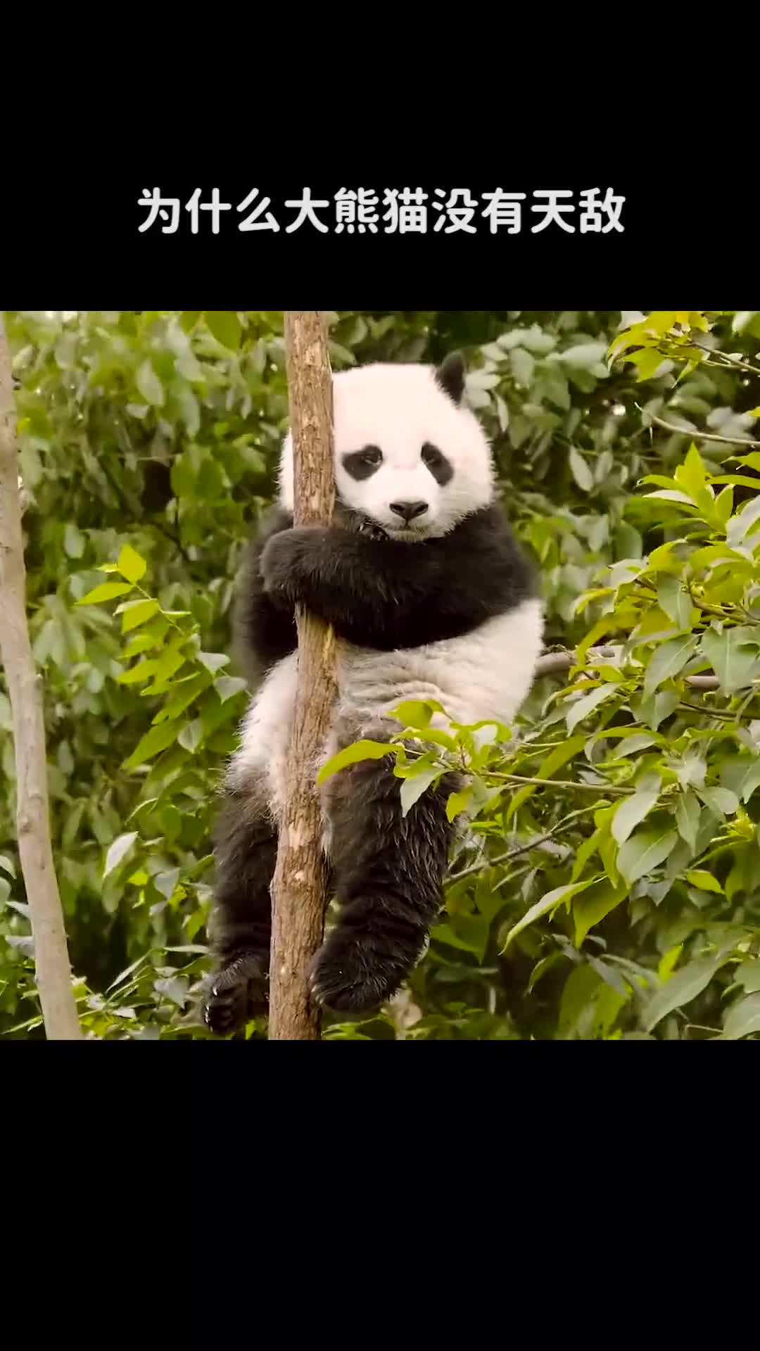 为什么大熊猫没有天敌却还会成为濒危动物