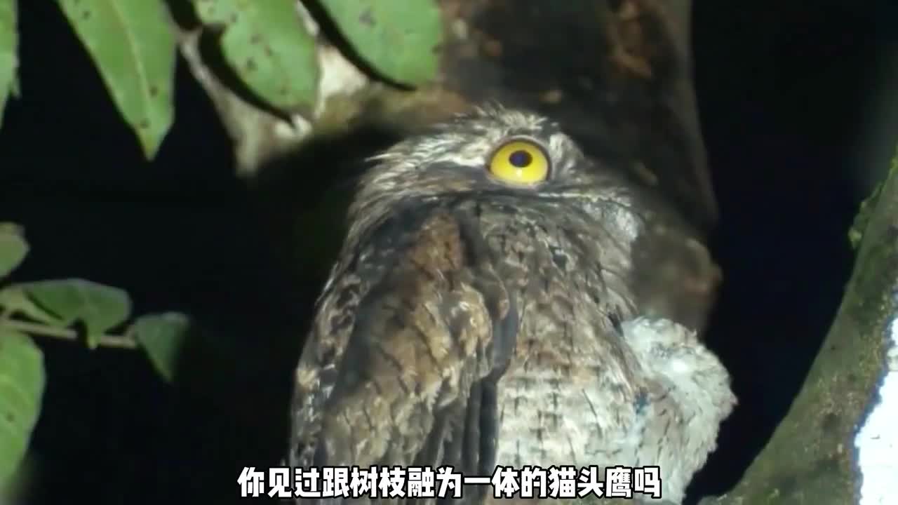 自然界最会伪装的动物各个身披隐身衣