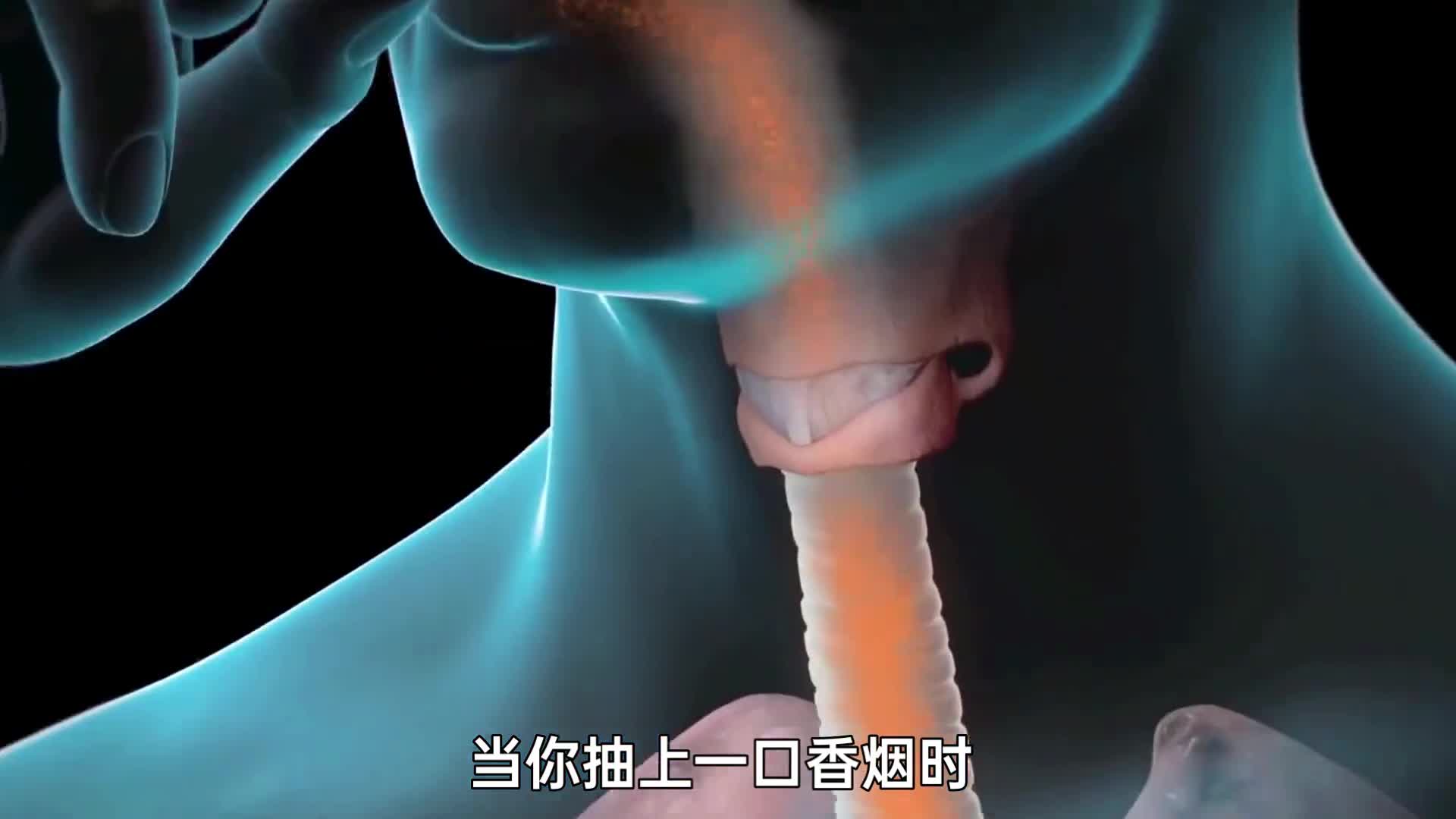 3D动画演示抽烟的危害