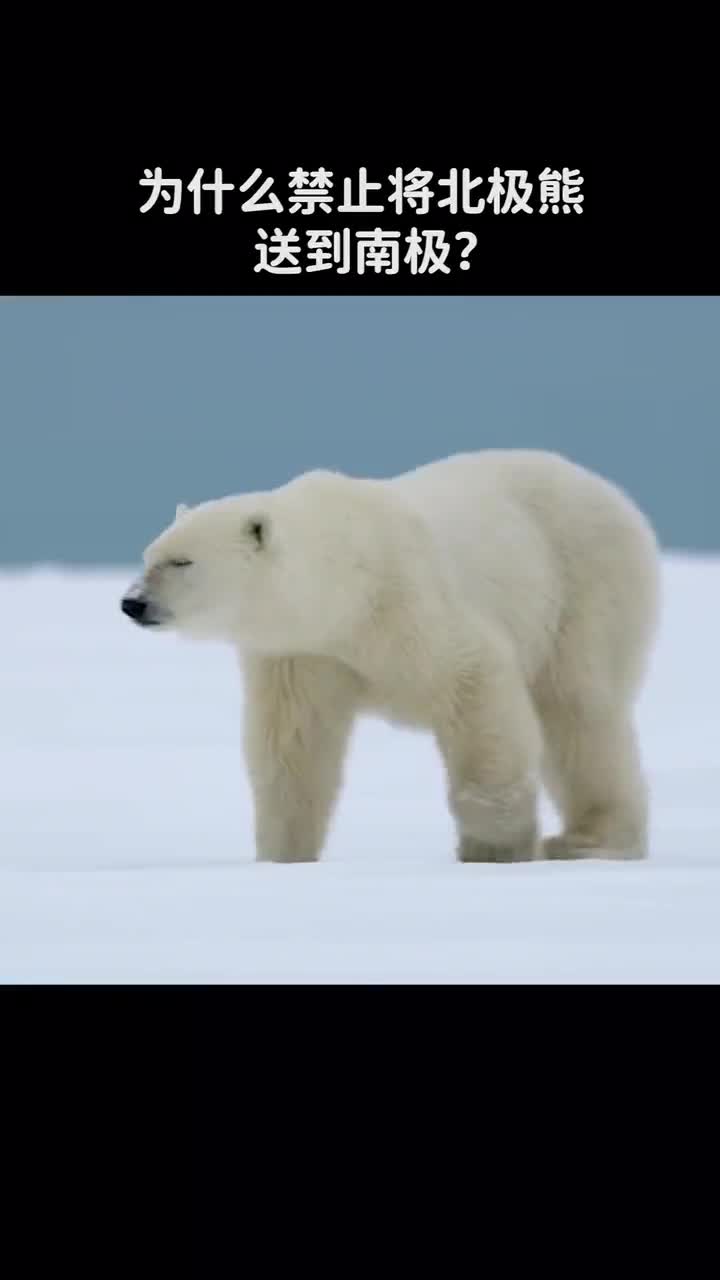 北极熊为何不能送到南极