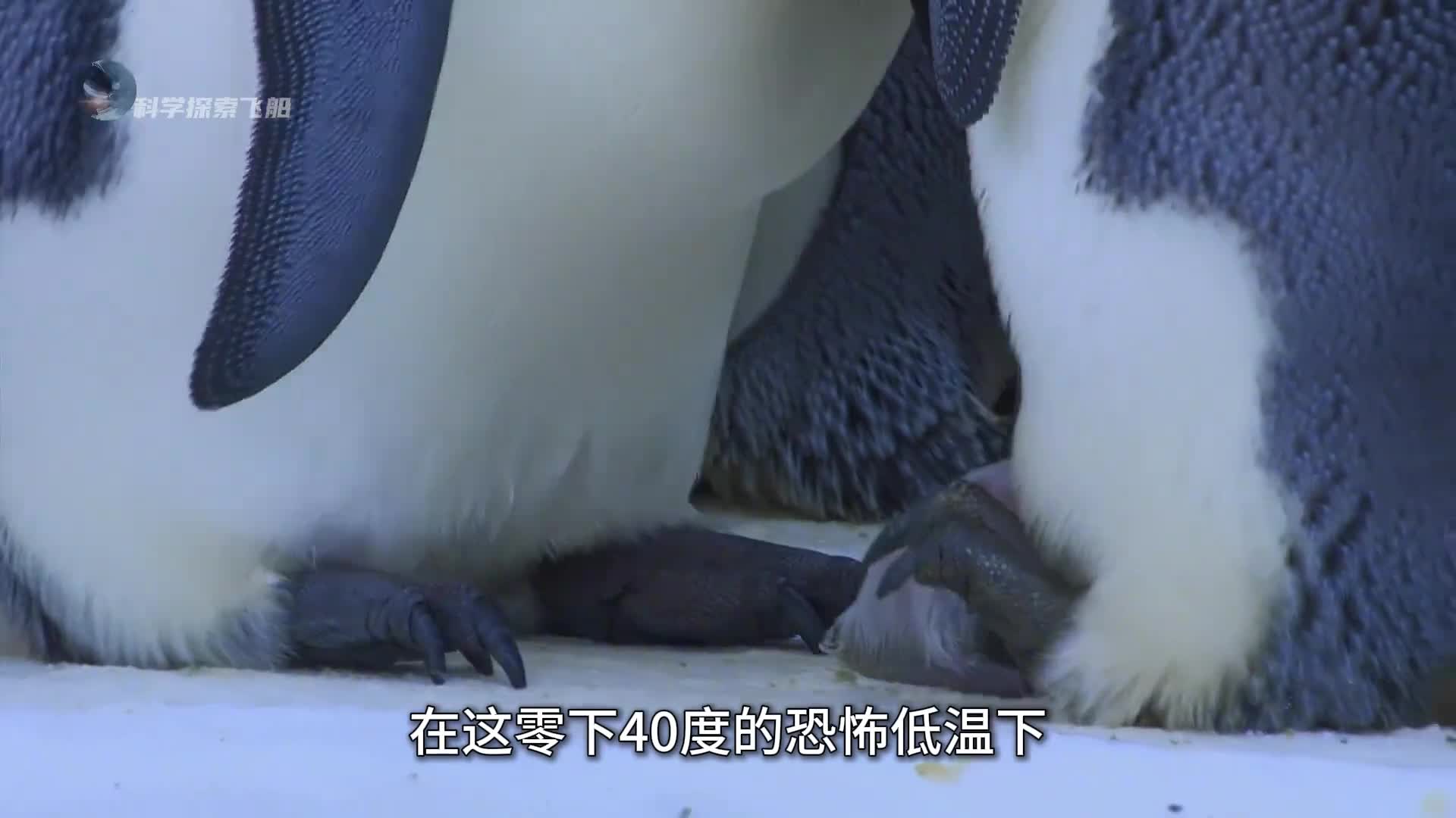 生命如此脆弱却又如此坚强企鹅宝宝的生命逆袭之旅