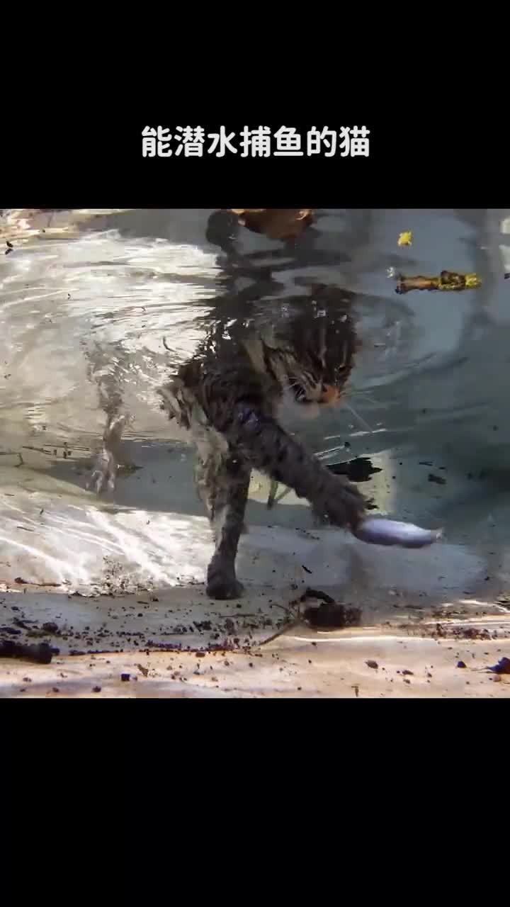 能潜水捕鱼的猫号称猫界的平头哥