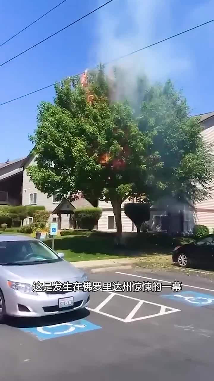 美国的树烧掉也没人管的原因