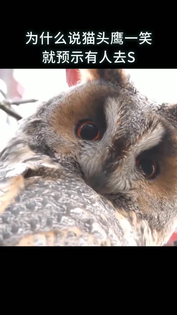 为什么说猫头鹰一笑就预示有人去S