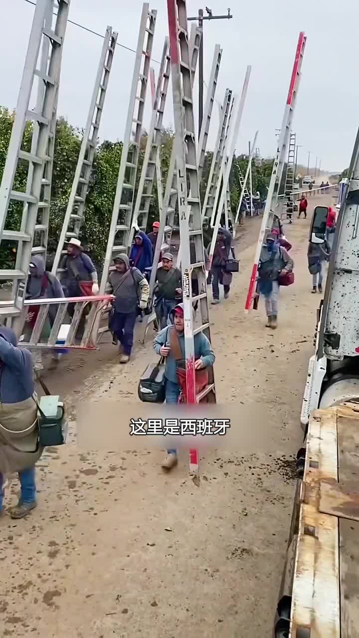 西班牙人摘橙子能有多疯狂