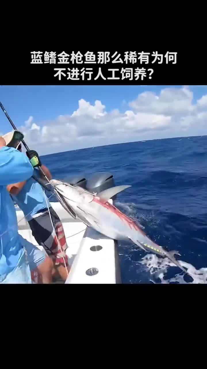 蓝鳍金枪鱼那么稀有为何不人工养殖