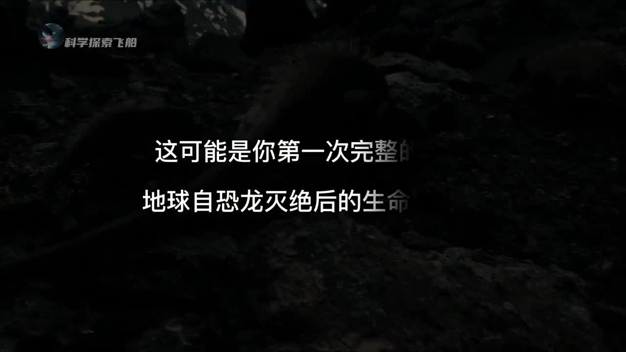 生物历史年表从恐龙灭绝到人类诞生献给每一位存在过的生灵
