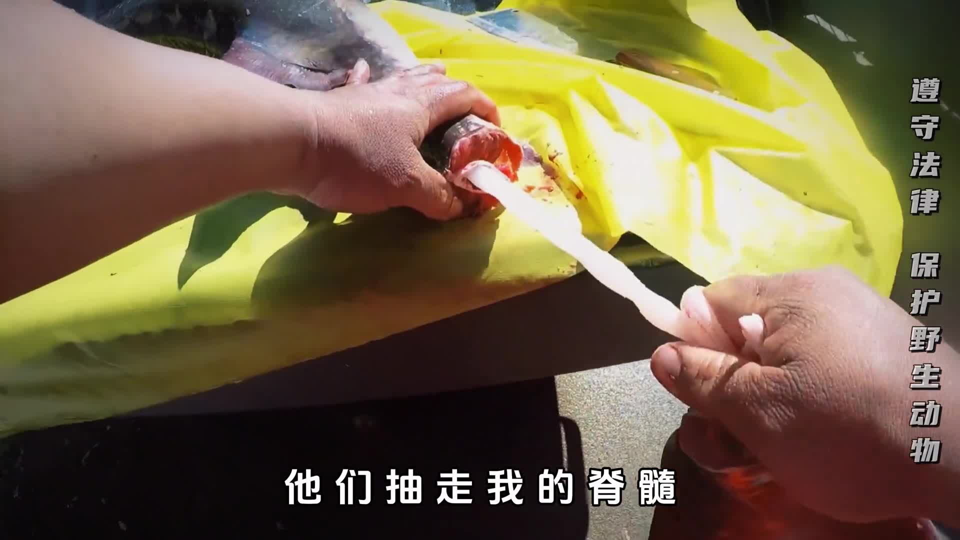 中华鲟的一生究竟有多悲惨