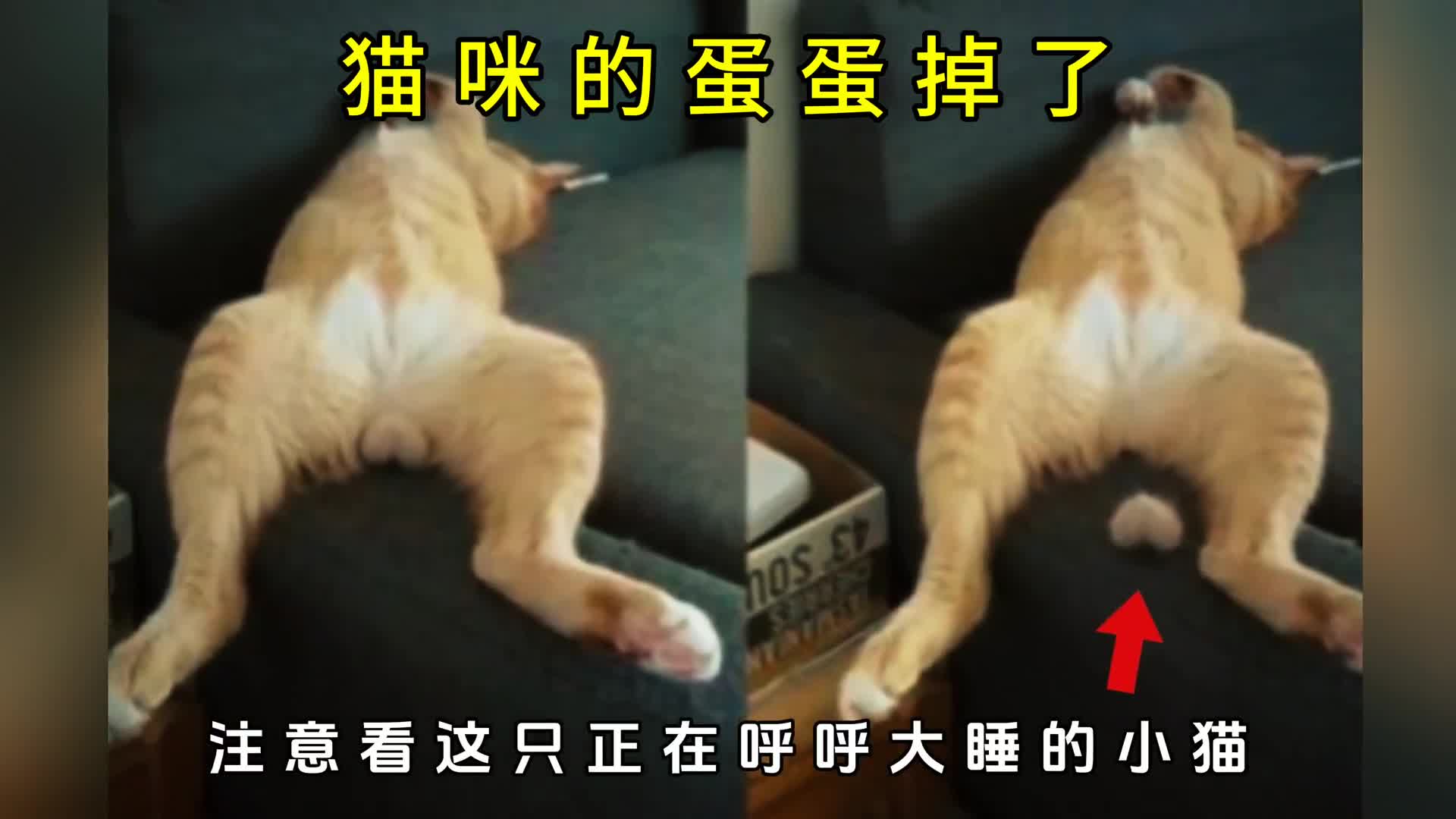 猫咪的蛋蛋竟然在熟睡中掉落了