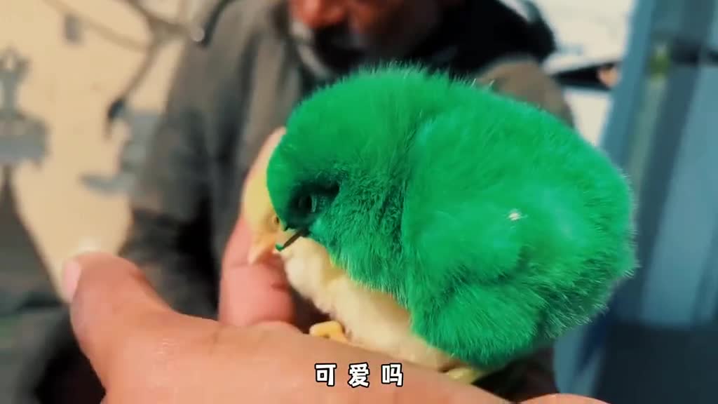 为什么这种五颜六色的小鸡千万别给小孩买