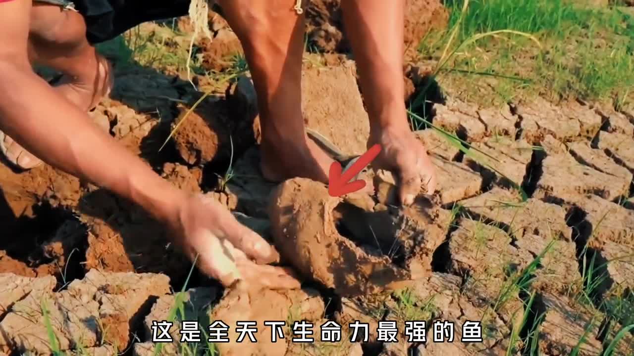 进化最成功的鱼可以离水生活却被非洲人吃到近乎绝种