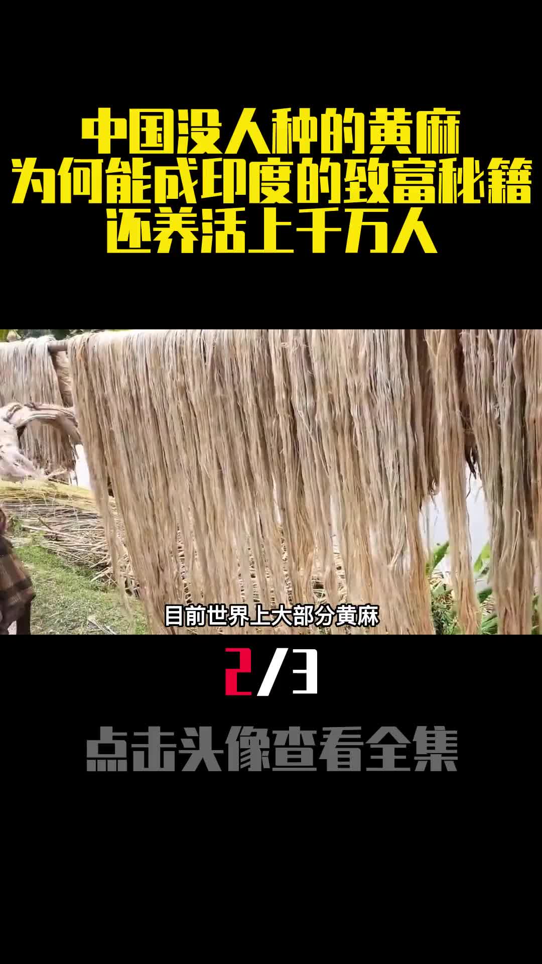 中国没人种的黄麻为何能成印度的致富秘籍还养活上千万人2