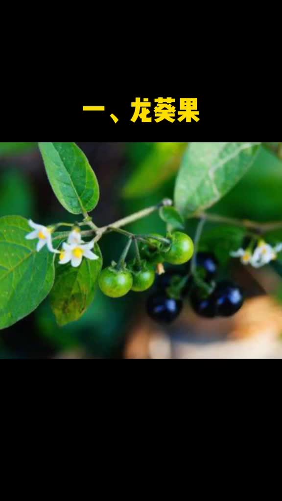 涨知识那些眼熟却叫不上名字的植物你能认出哪几个