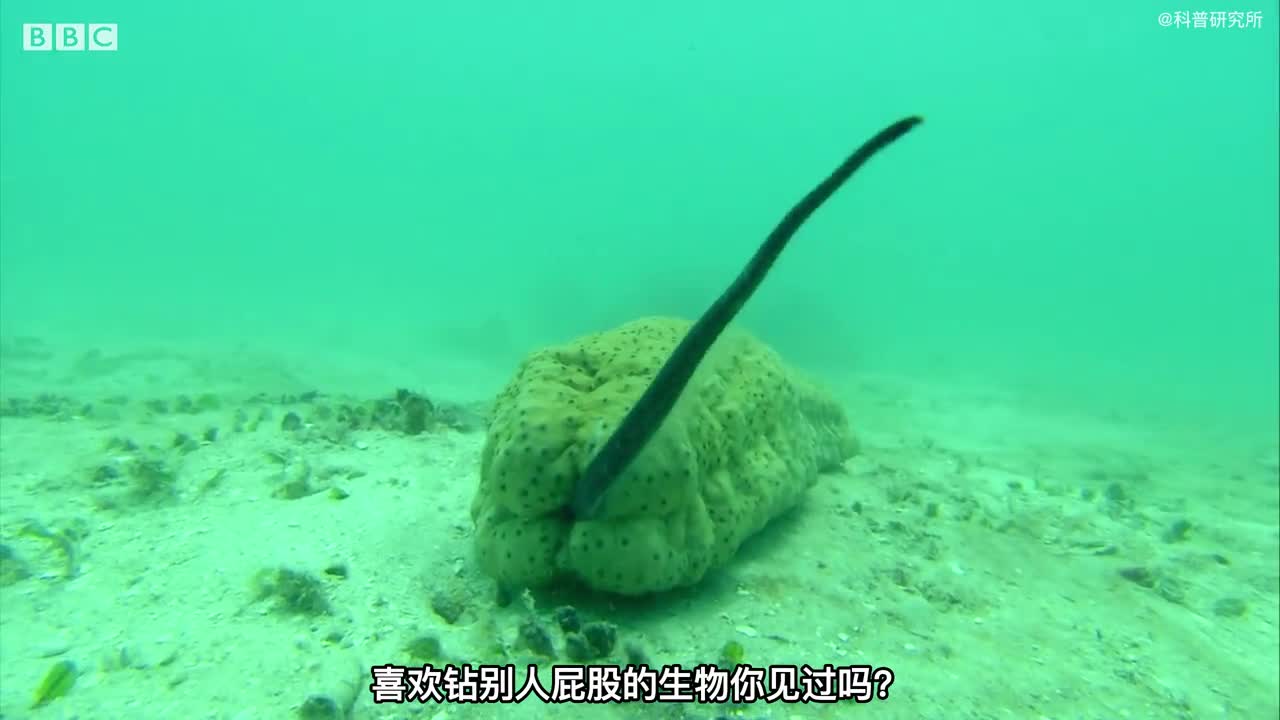 喜欢钻别人屁股的海生物这个老六你见过吗