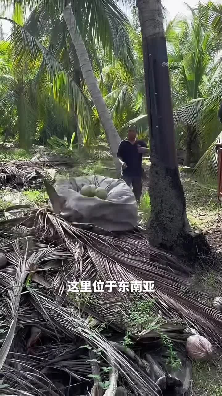 椰子采摘椰子树下的惊人操作