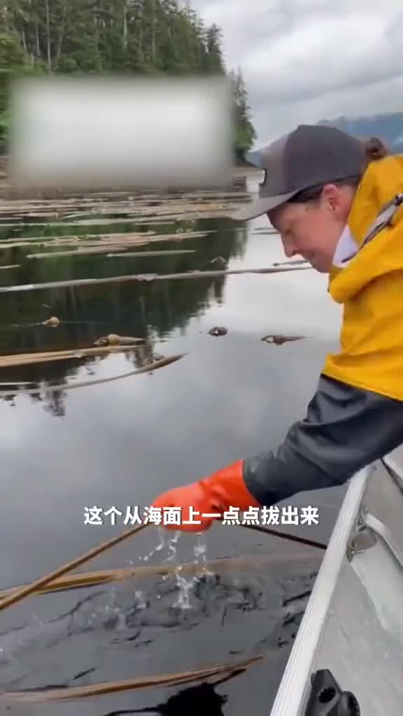 海面上漂浮着大量牛尾巴