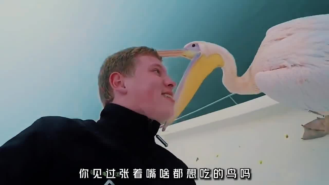 鸟中二哈鹈鹕见什么都想一口吞下它的生活属实搞笑