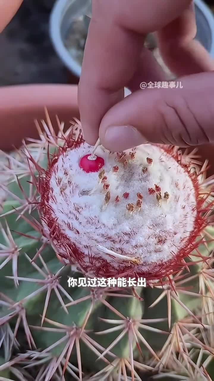 仙人球上竟然长出小米辣你绝对想不到这是什么