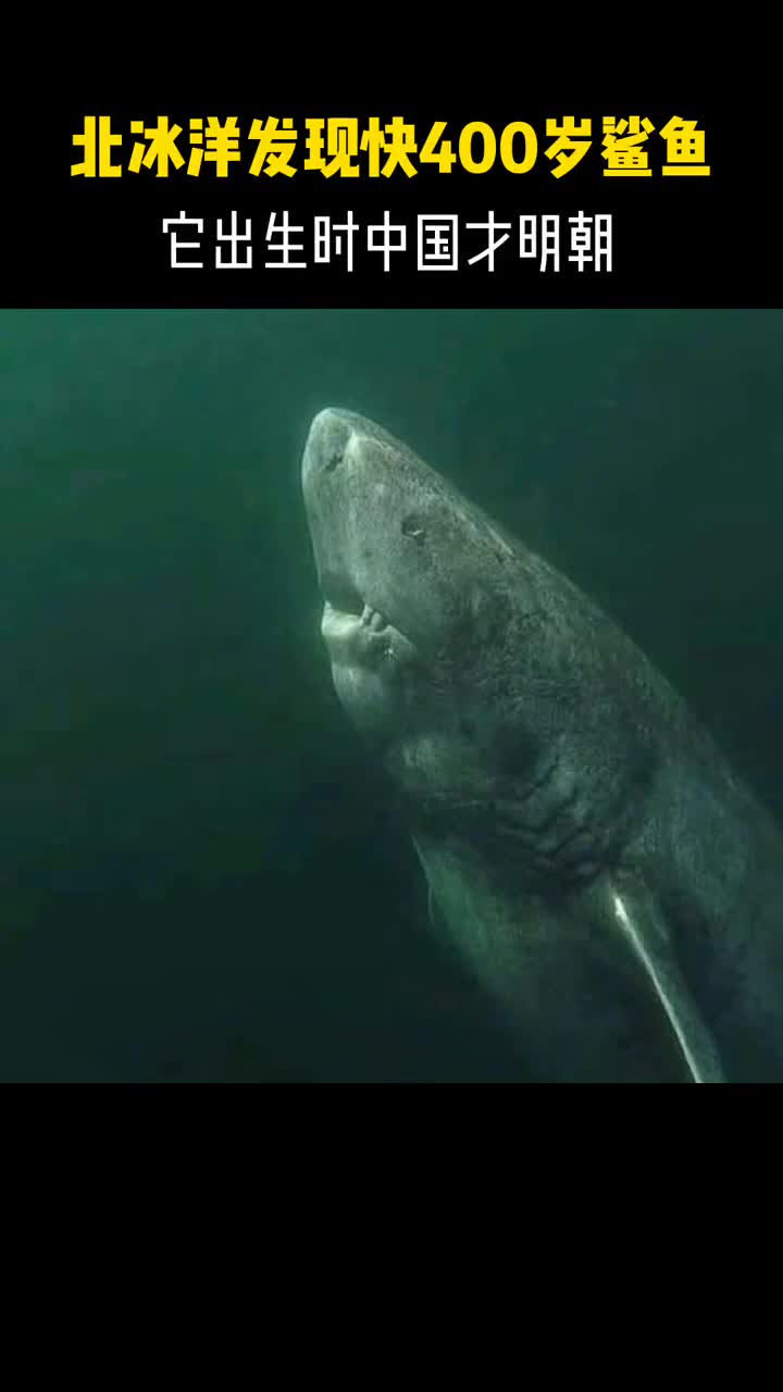 北冰洋发现快400岁长寿鲨它出生时中国才明朝网友比美国历史还早一个半世纪