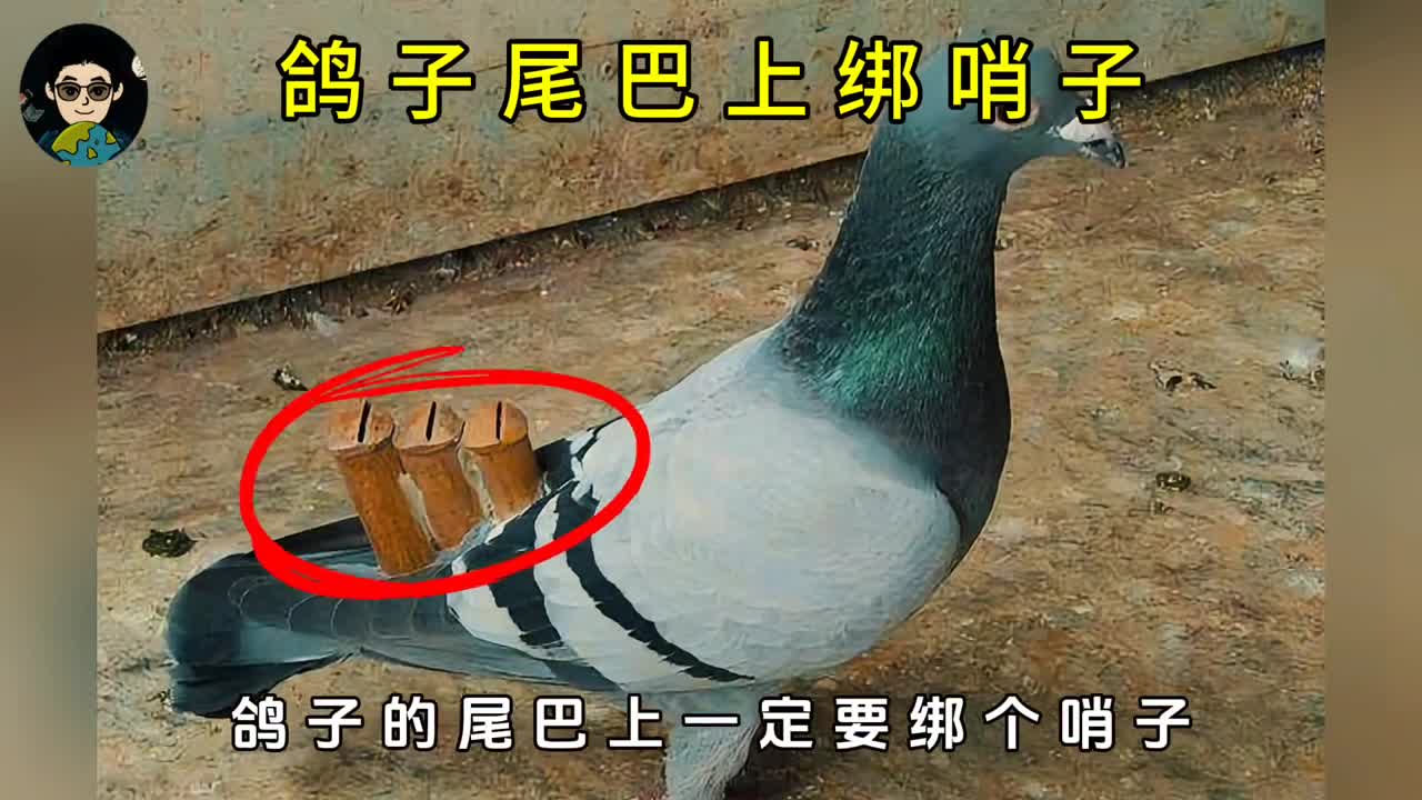 为什么鸽子的尾巴上一定要绑个哨子呢