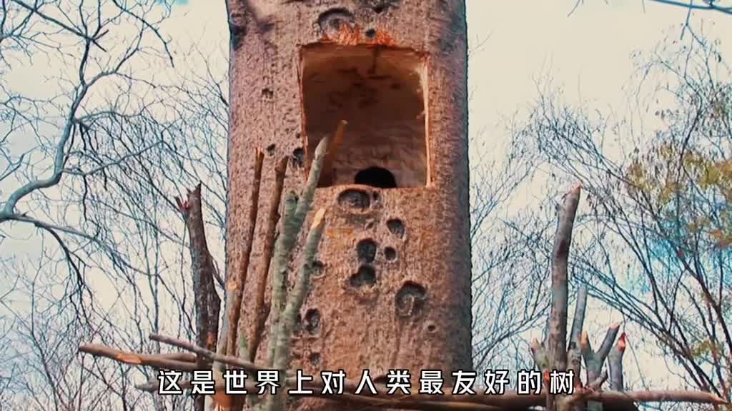 送你一棵猴面包树你愿意娶非洲村花吗