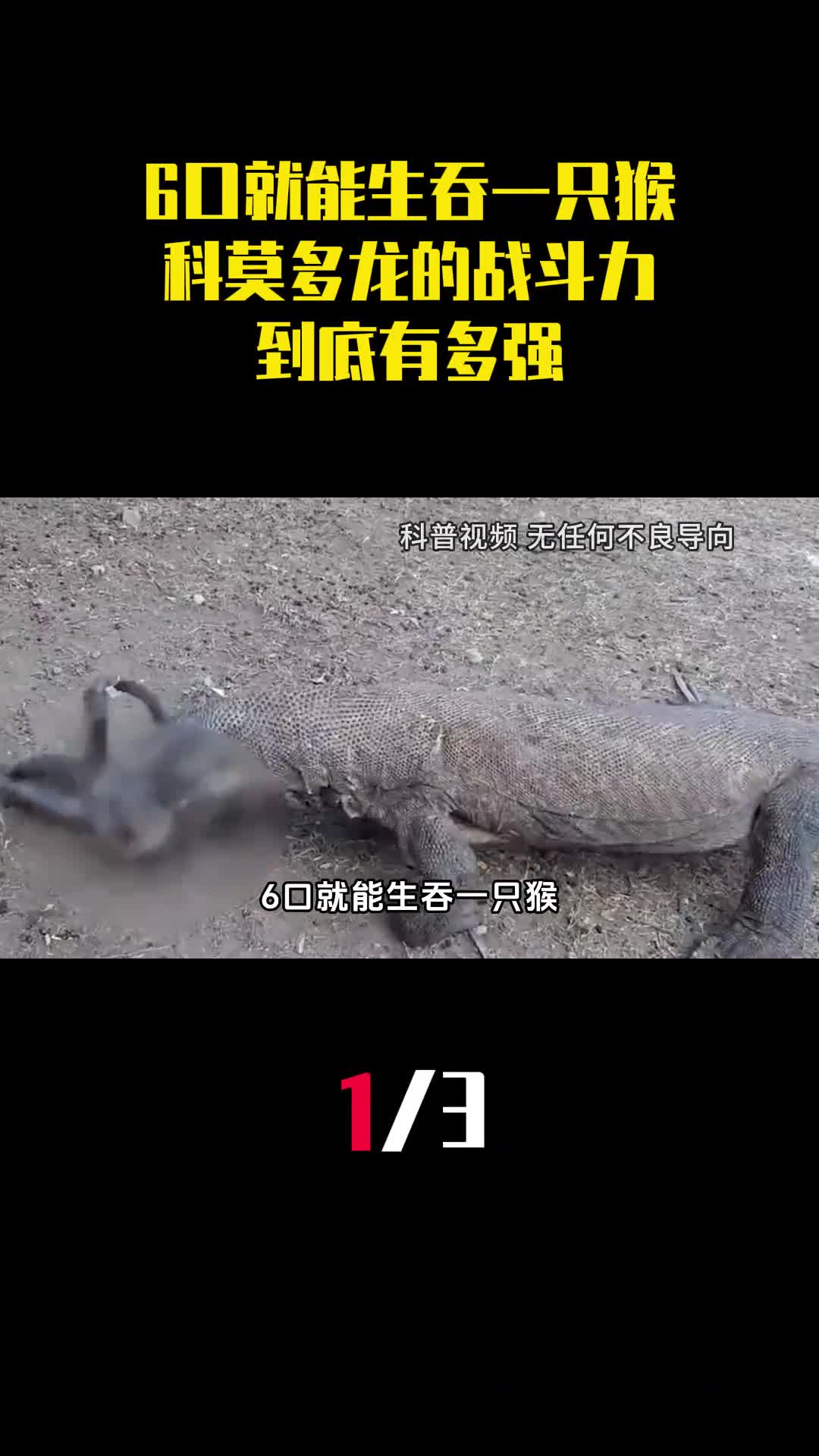 6口就能生吞一只猴科莫多龙的战斗力到底有多强1