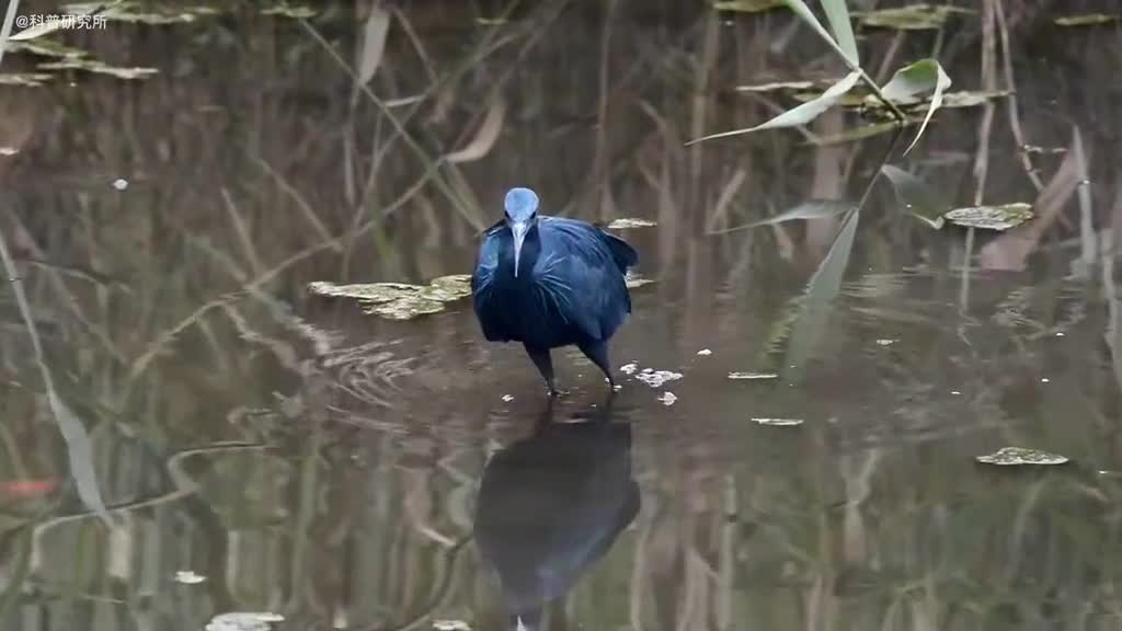 你见过这么老6的鸟吗而且还会参拜动作