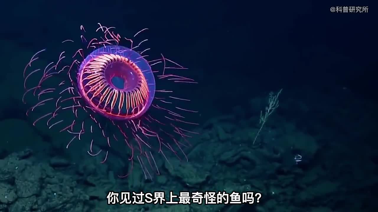 世界上最奇怪的鱼最后一个不像是地球生物一