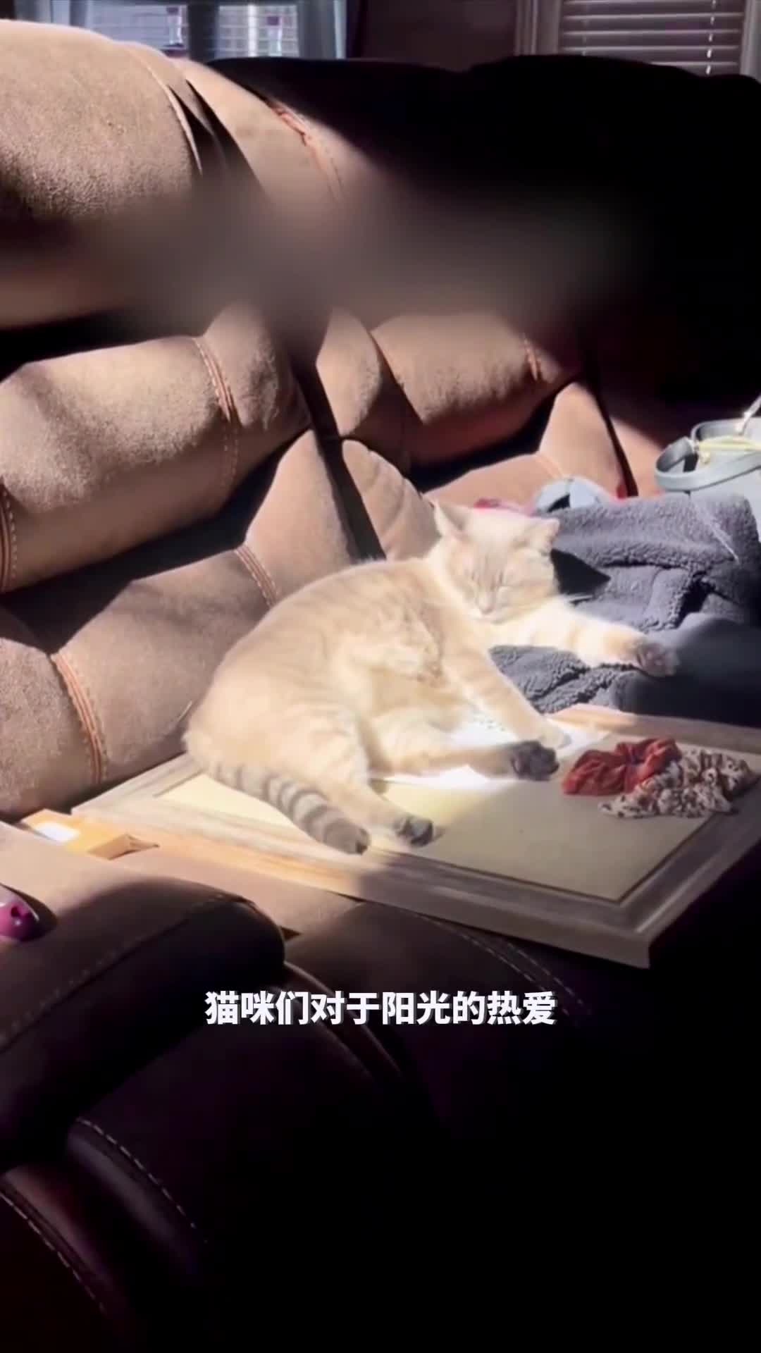 猫咪们对于阳光的热爱简直超乎想象