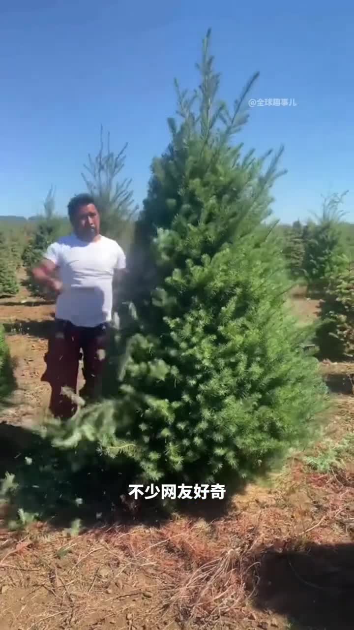 圣诞树上真的会藏虫子吗难怪国外许多网友选择自制圣诞树