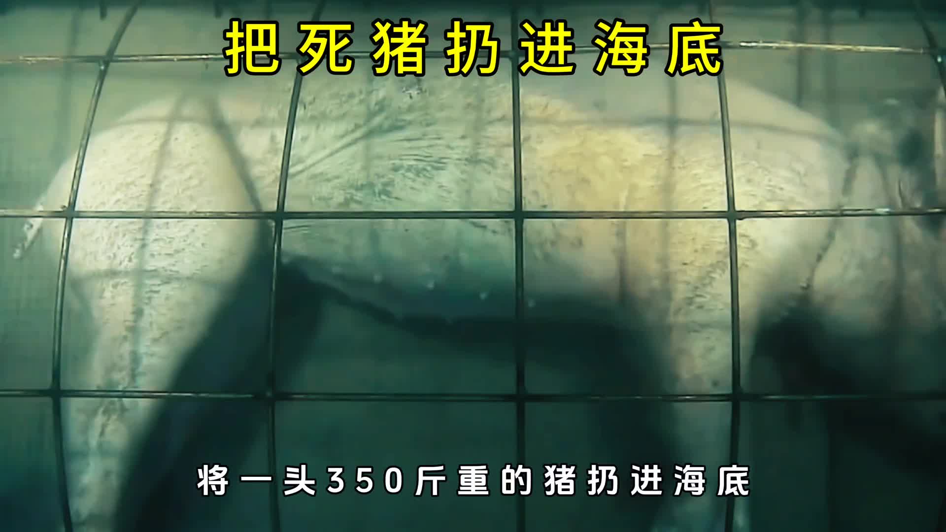 将350斤的死猪放在海底会发生什么