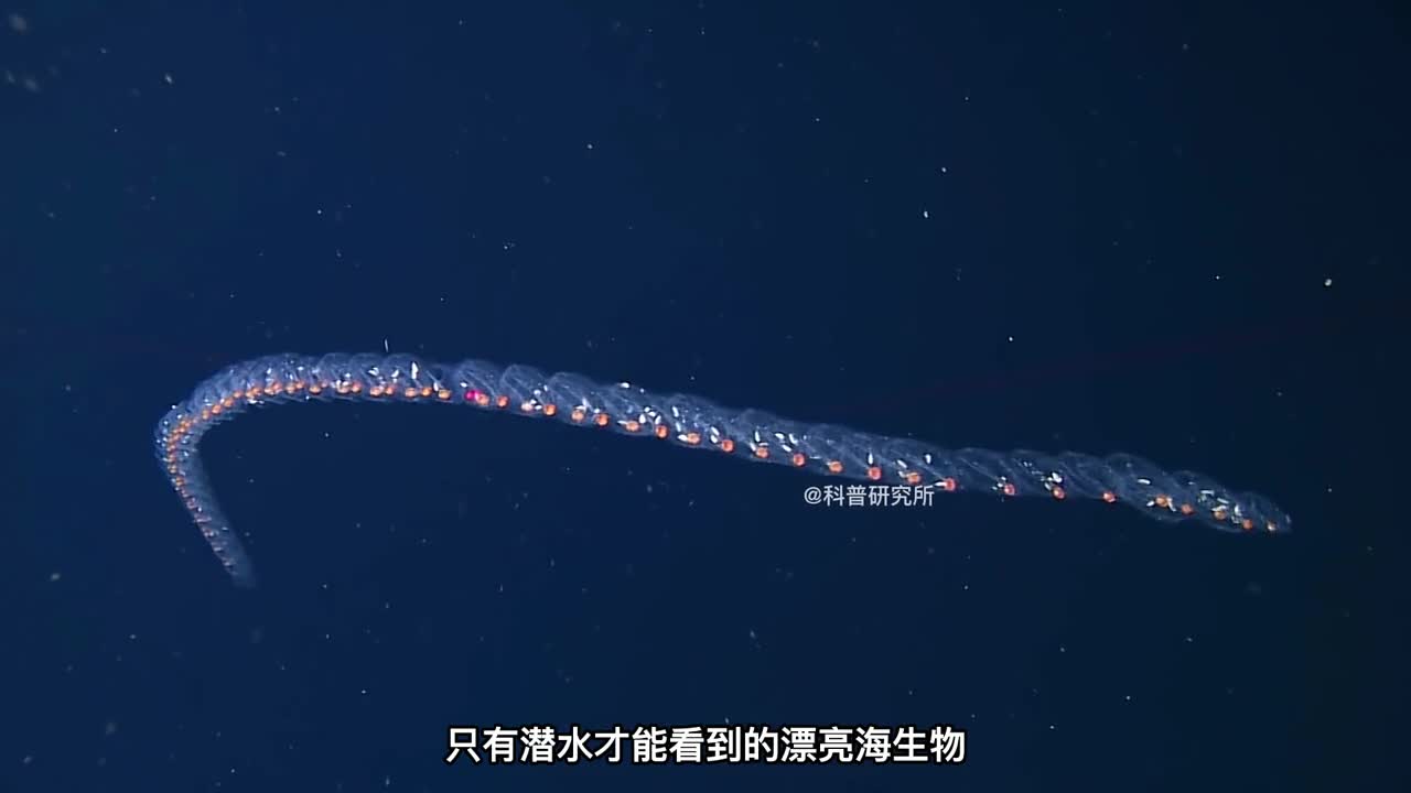 梦幻又好看的十大海洋生物最后一种非常罕见三