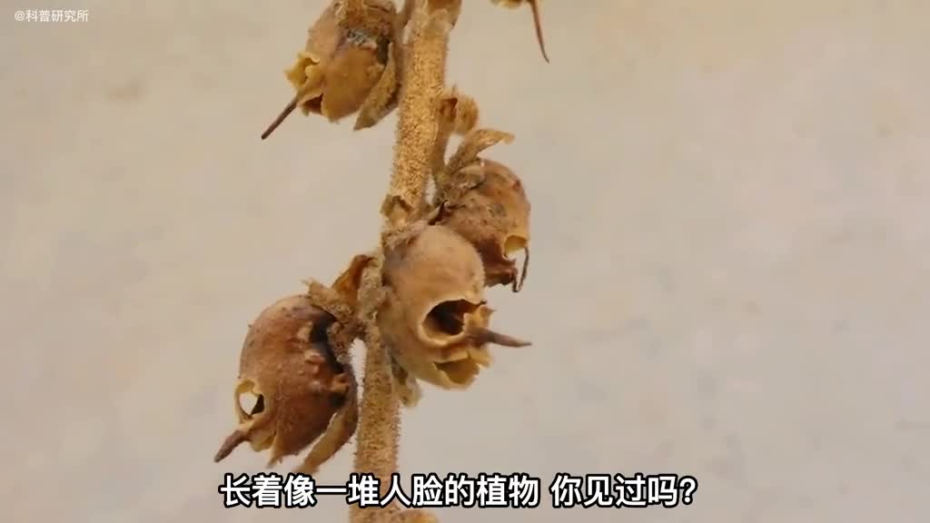 全球7个恐怖的植物以后看到就不会被吓到了一