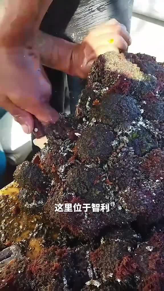 智利腕海鞘外表像岩石内里却鲜红多汁