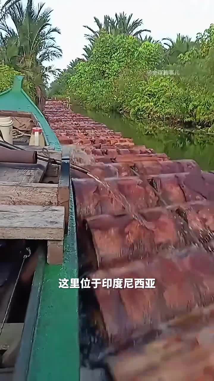 西谷椰看到这些漂在水里的木头绝不会想到它是印尼人重要的主食来源
