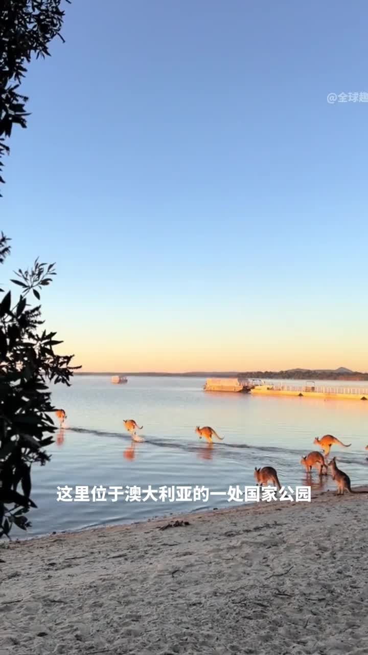 动物们自我养生的小秘密原来它们也在追求养生