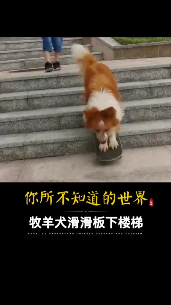 机智4岁牧羊犬滑滑板下30级楼梯主人一个月就学会了