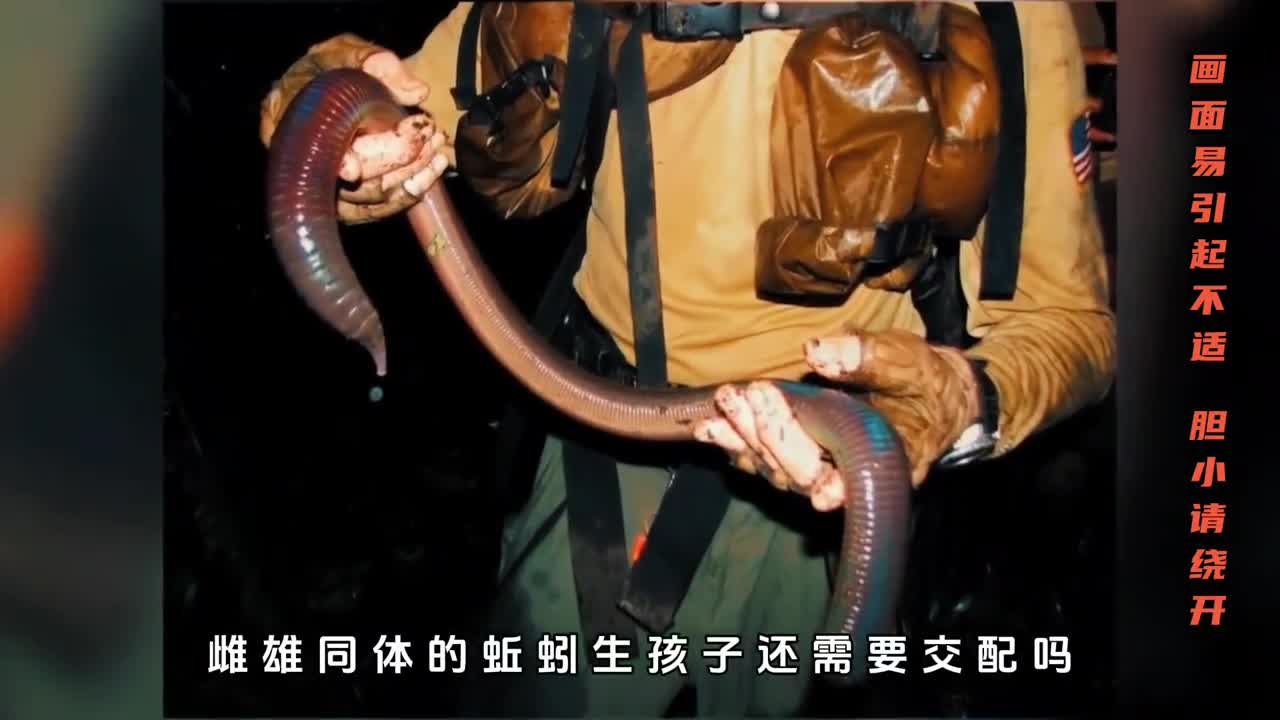 雌雄同体的蚯蚓是如何生孩子的