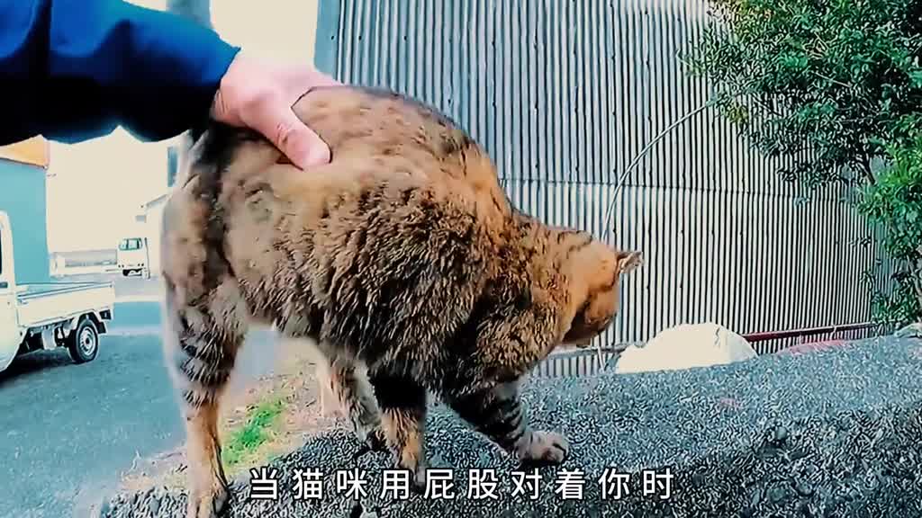 猫咪屁股对着你是想让你帮它舔屁屁