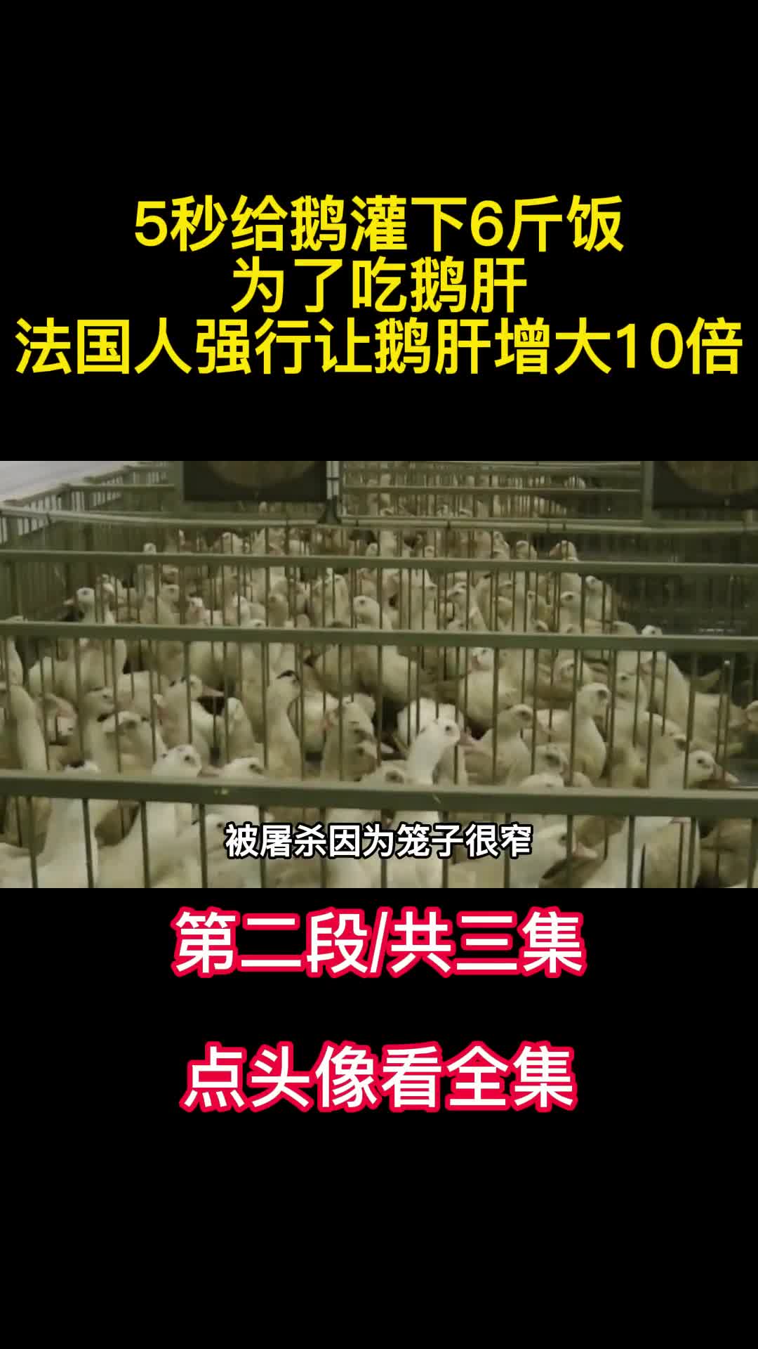 5秒给鹅灌下6斤饭为了吃鹅肝法国人强行让鹅肝增大10倍2