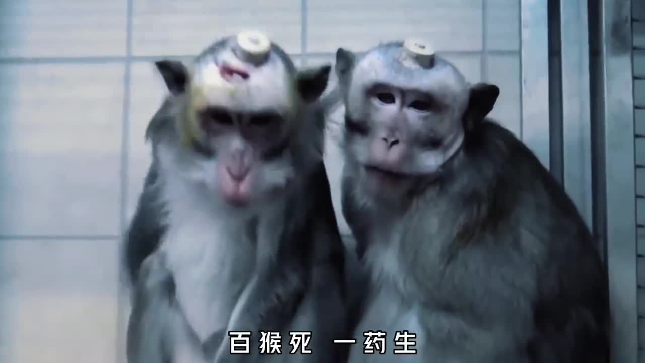 人类最对不起的动物实验猴看完你会感到愧疚吗
